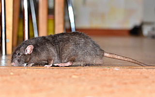 W Elblągu rusza dziś obowiązkowa deratyzacja. Odszczurzenie muszą przeprowadzić właściciele i administratorzy wielu obiektów W Elblągu rusza dziś obowiązkowa deratyzacja. Odszczurzenie muszą przeprowadzić właściciele i administratorzy wielu obiektów